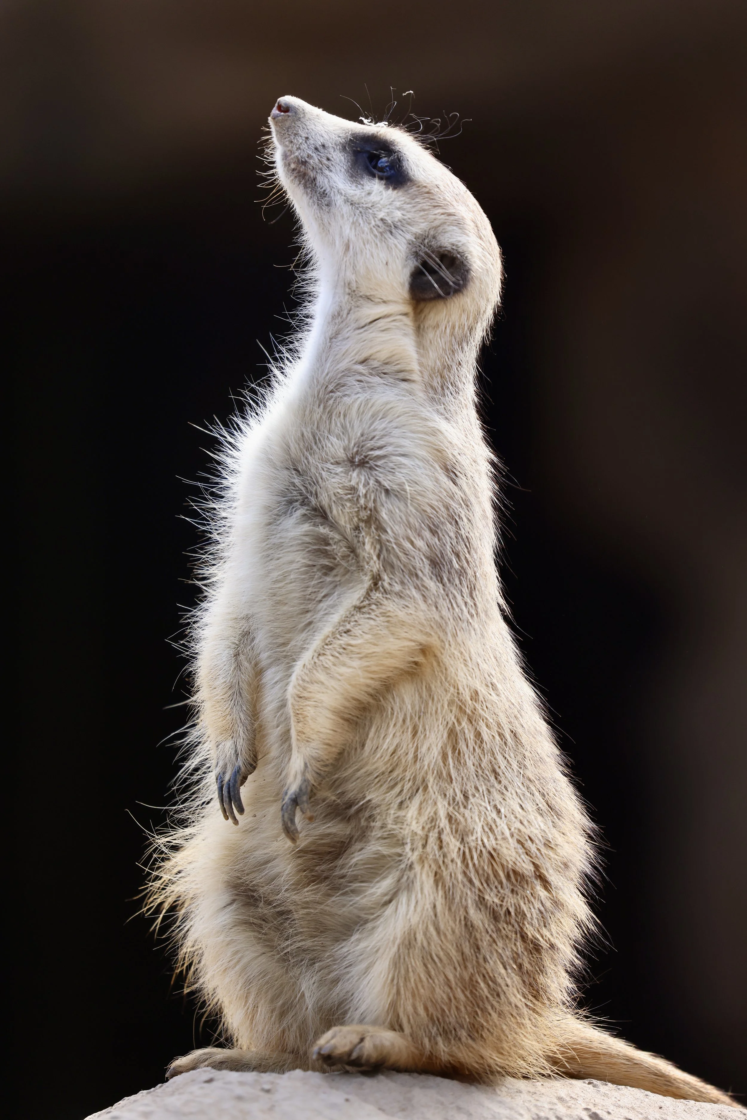 Meerkat.jpg