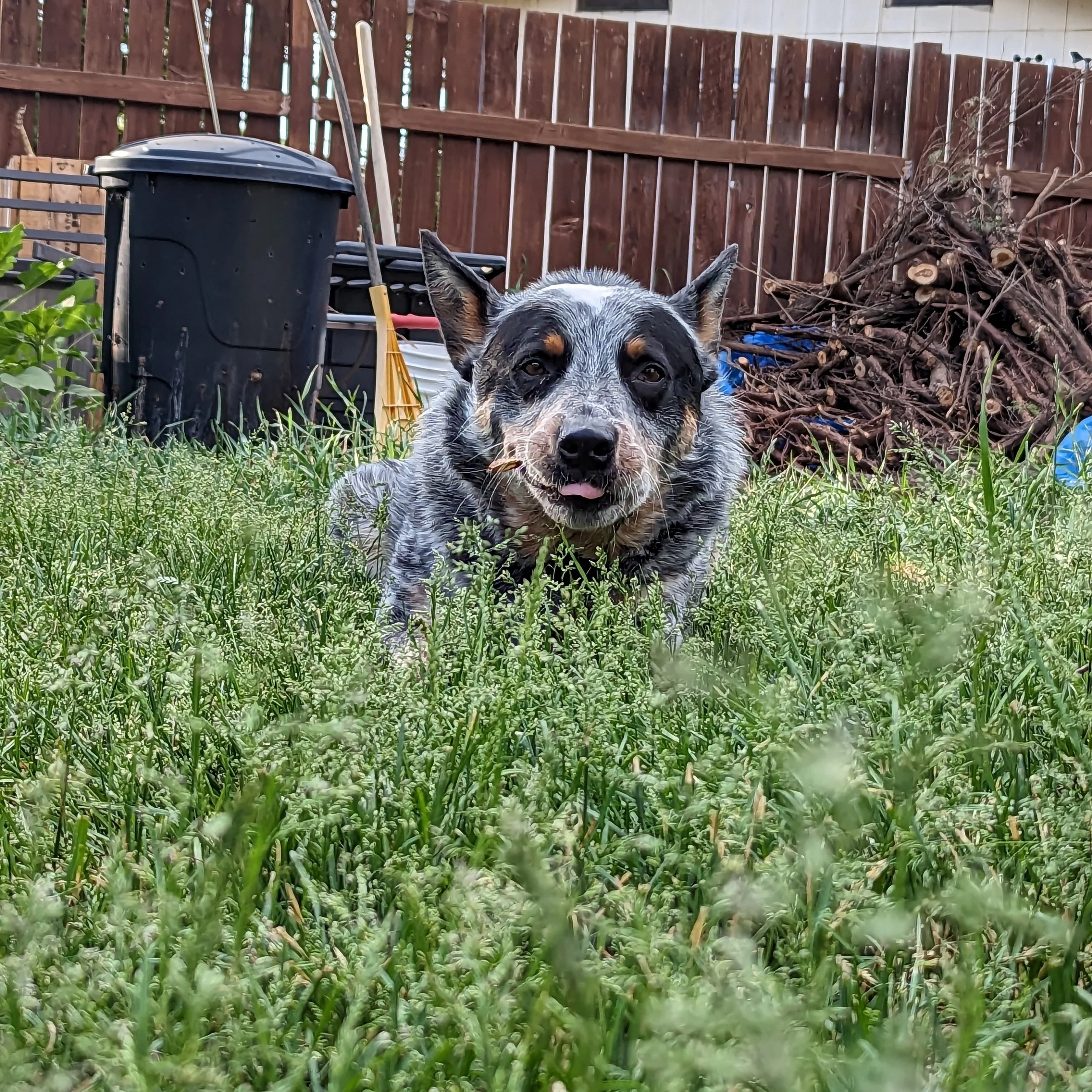 Dogs of 509 Auto Glass
Rufus The Blue Heeler🦝