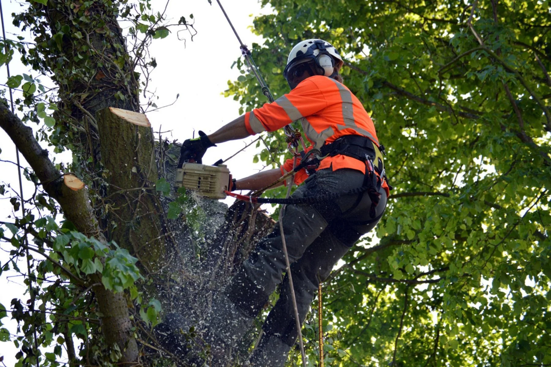 Tree worker wearing safety gear, including a helmet and gloves, cutting branches with a chainsaw from an elevated position in a tree with green leaves.