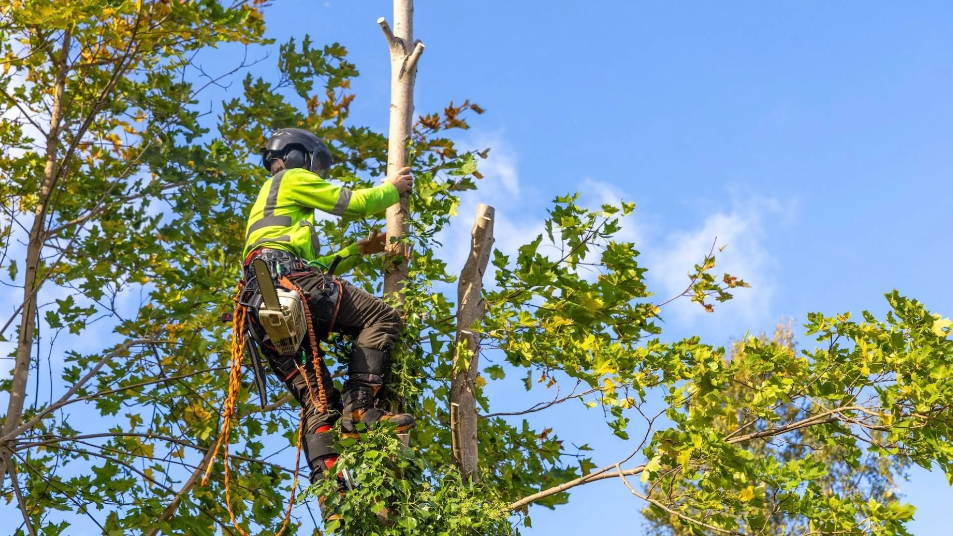 Tree worker wearing safety gear pruning a tree with a harness and helmet, surrounded by green leaves and a blue sky.