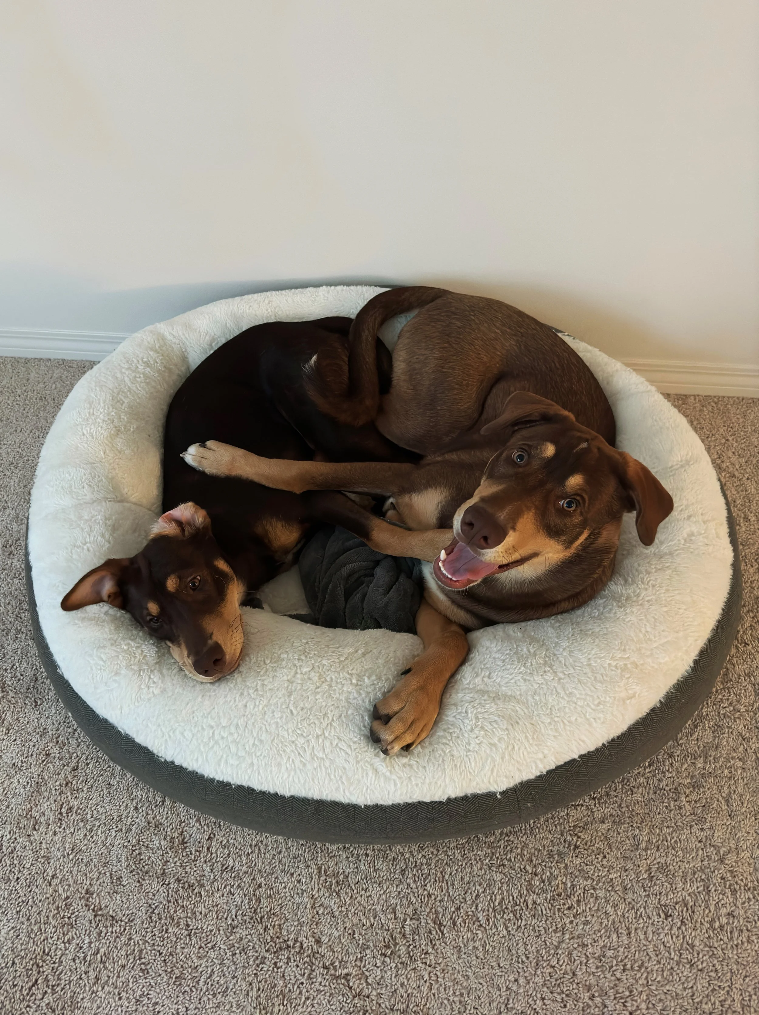 Three dogs lying together in a cozy round pet bed against a plain white wall.