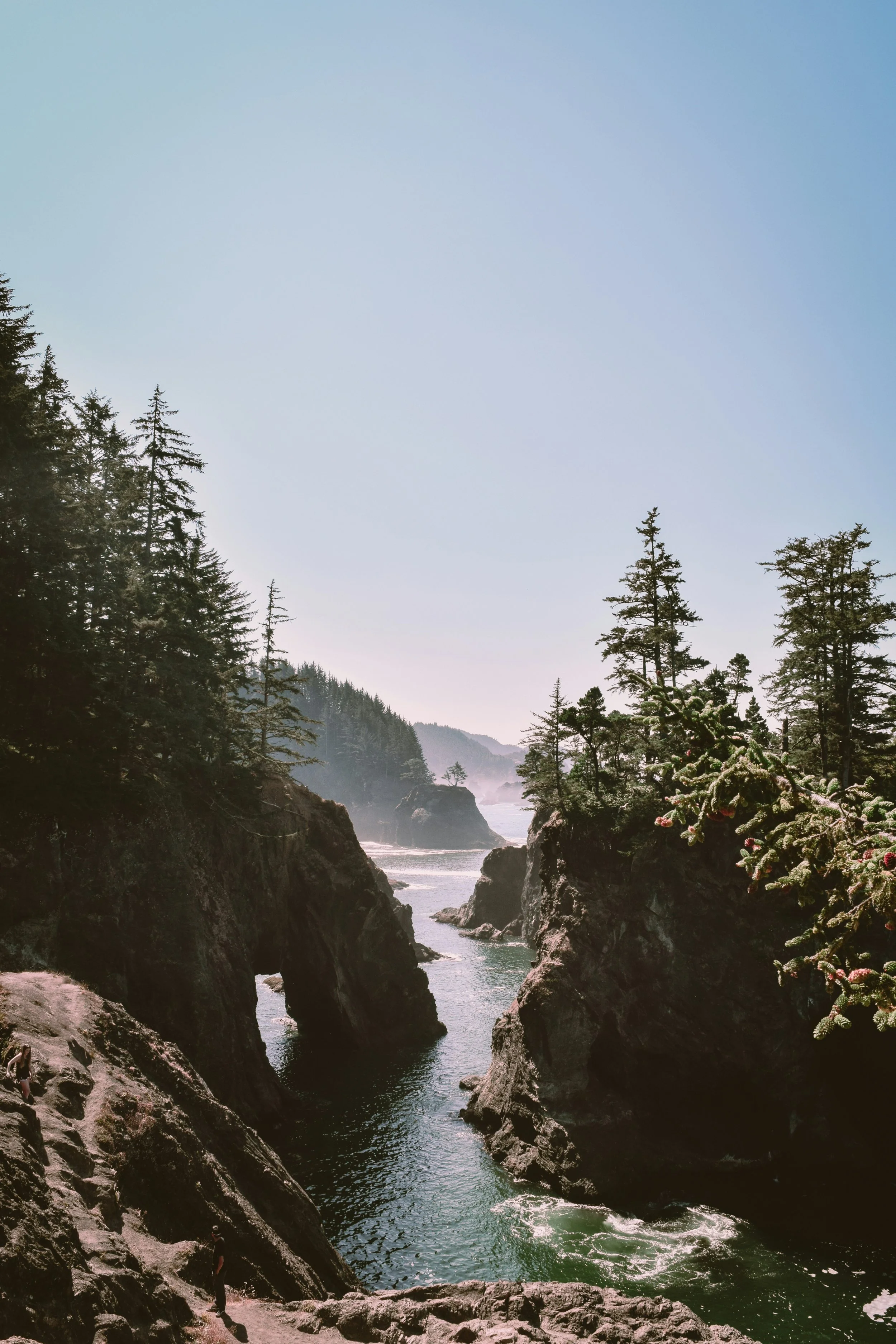 A rocky coastline with tall pine trees and a small stream flowing into the ocean, under a clear blue sky.