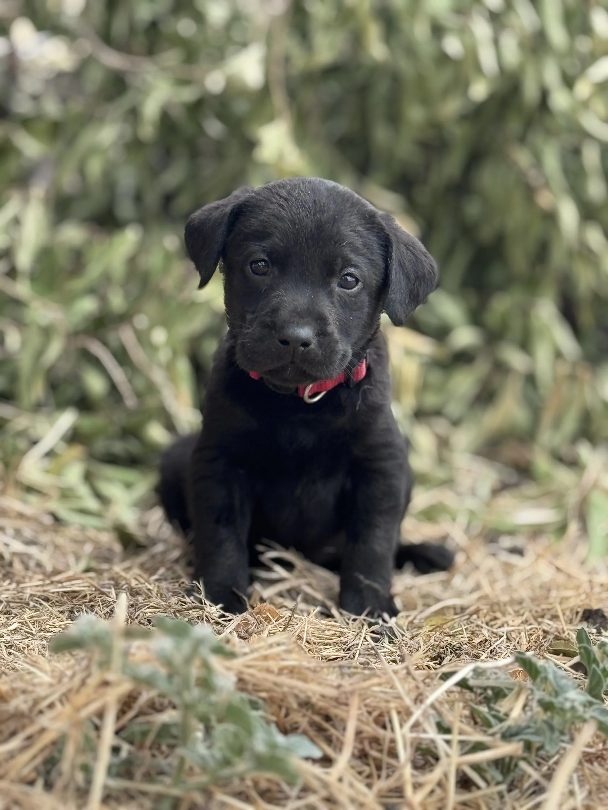 Young black labrador puppy sitting outdoors on dirt and grass with green foliage in the background.