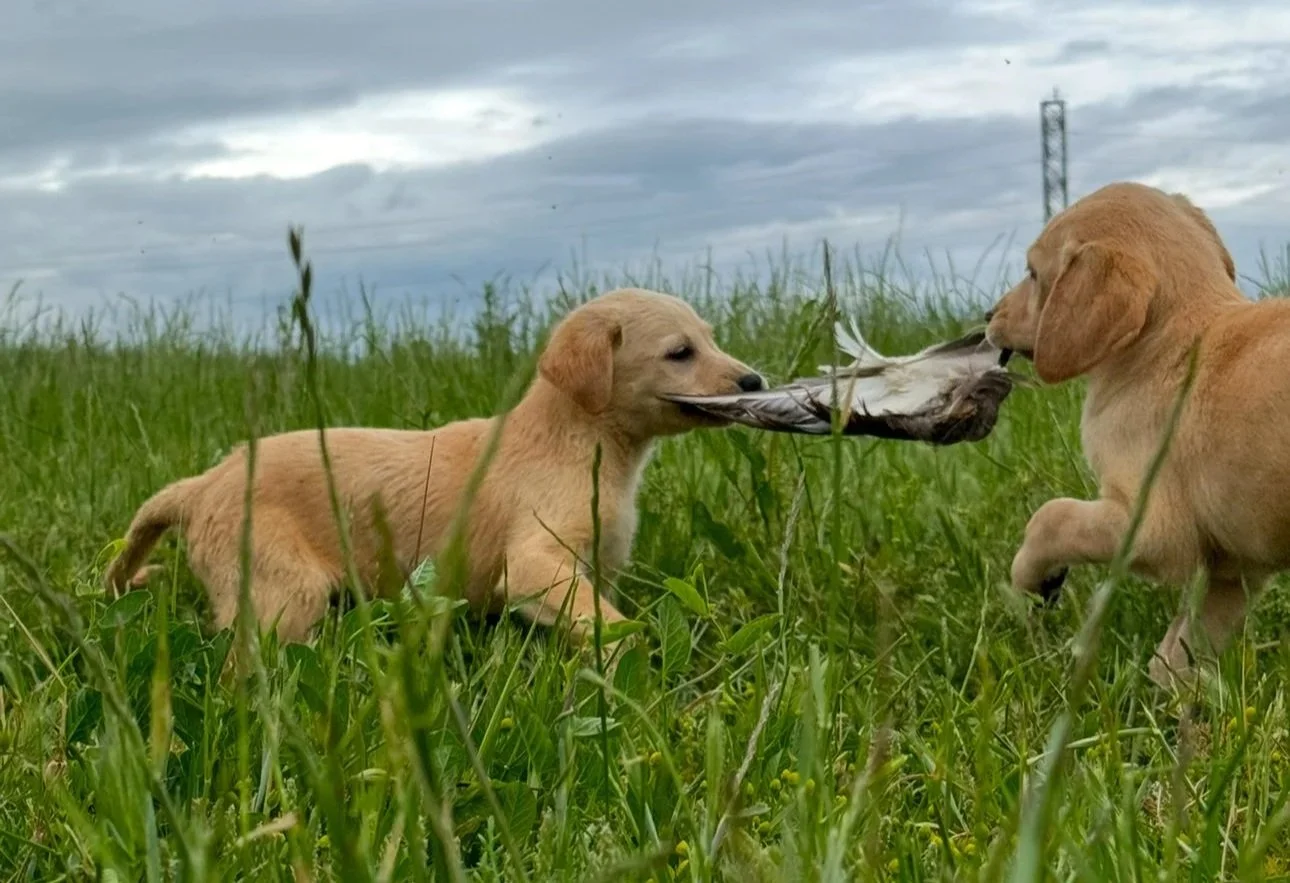 Two puppies playing with a bird in a grassy field under a cloudy sky.