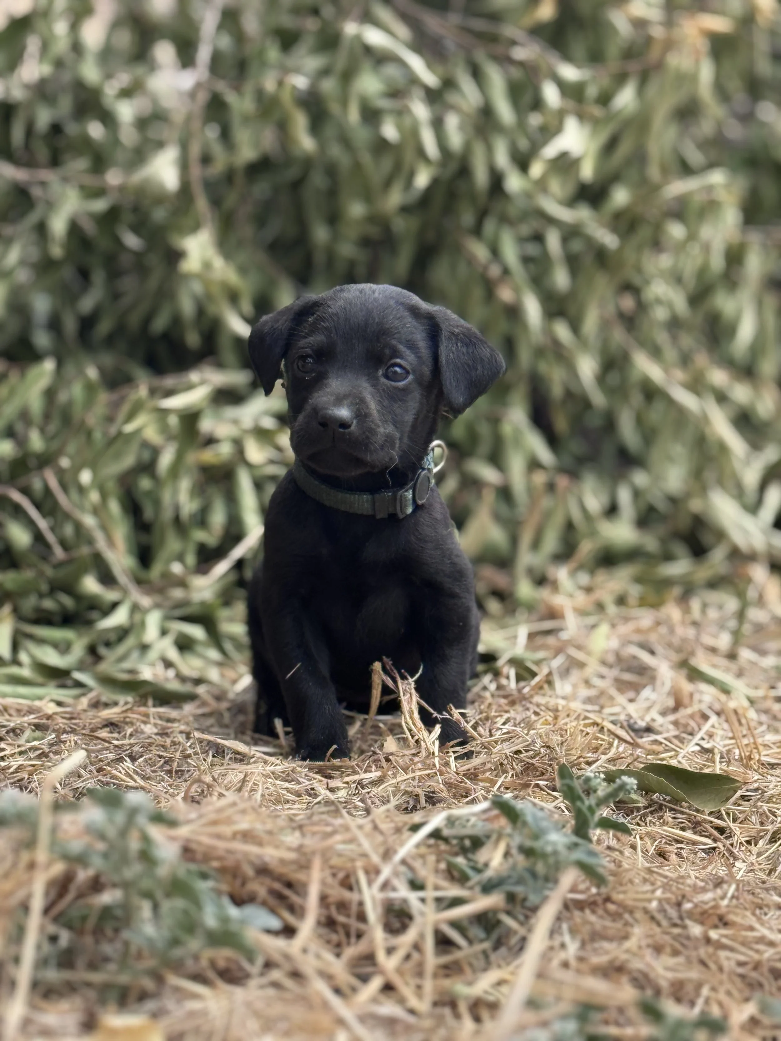 A black lab puppy with a collar sitting outdoors on the ground surrounded by dried leaves and green plants.