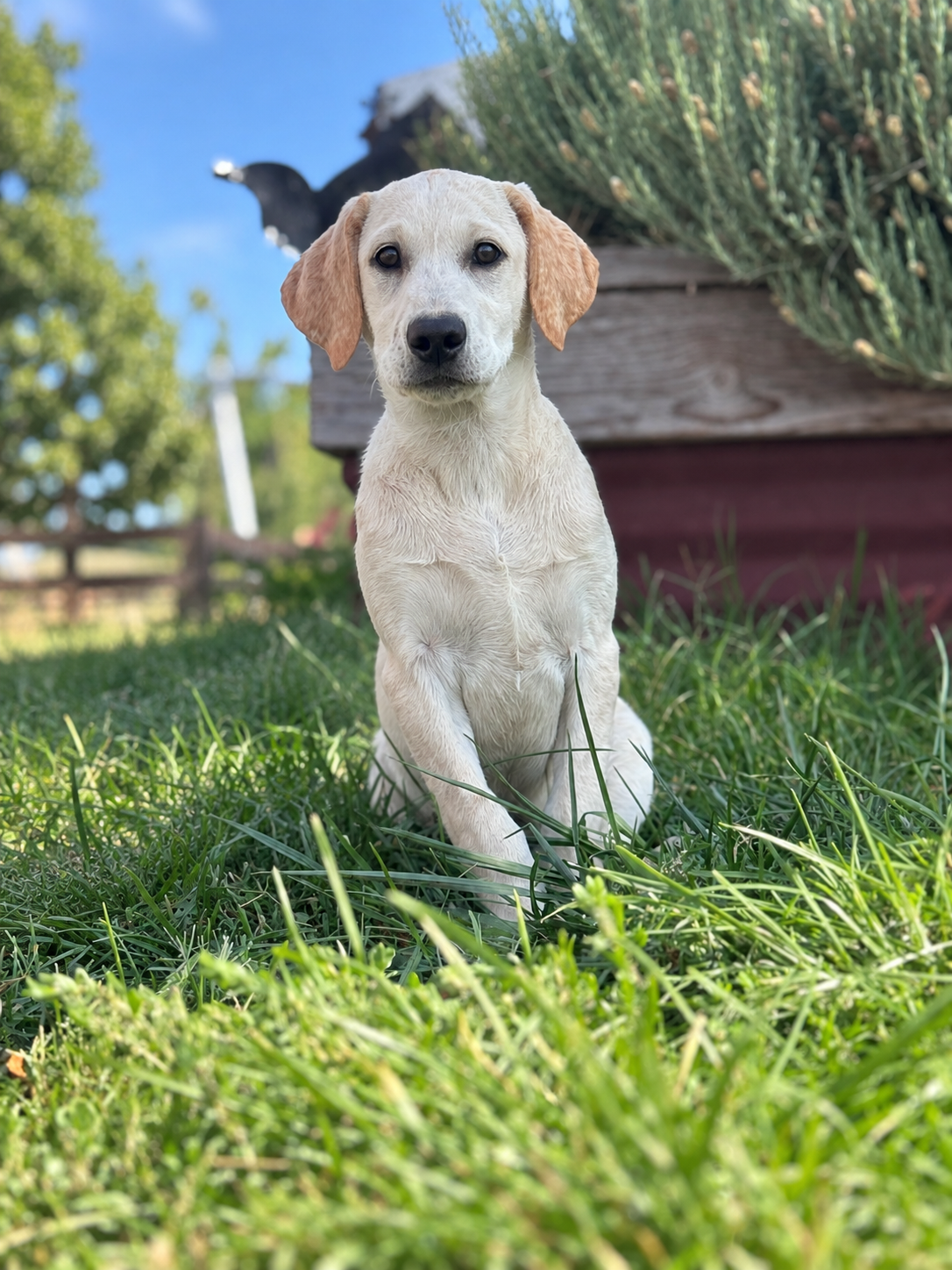 A wet yellow Labrador puppy sitting on grass in a backyard with a blue sky and trees in the background.