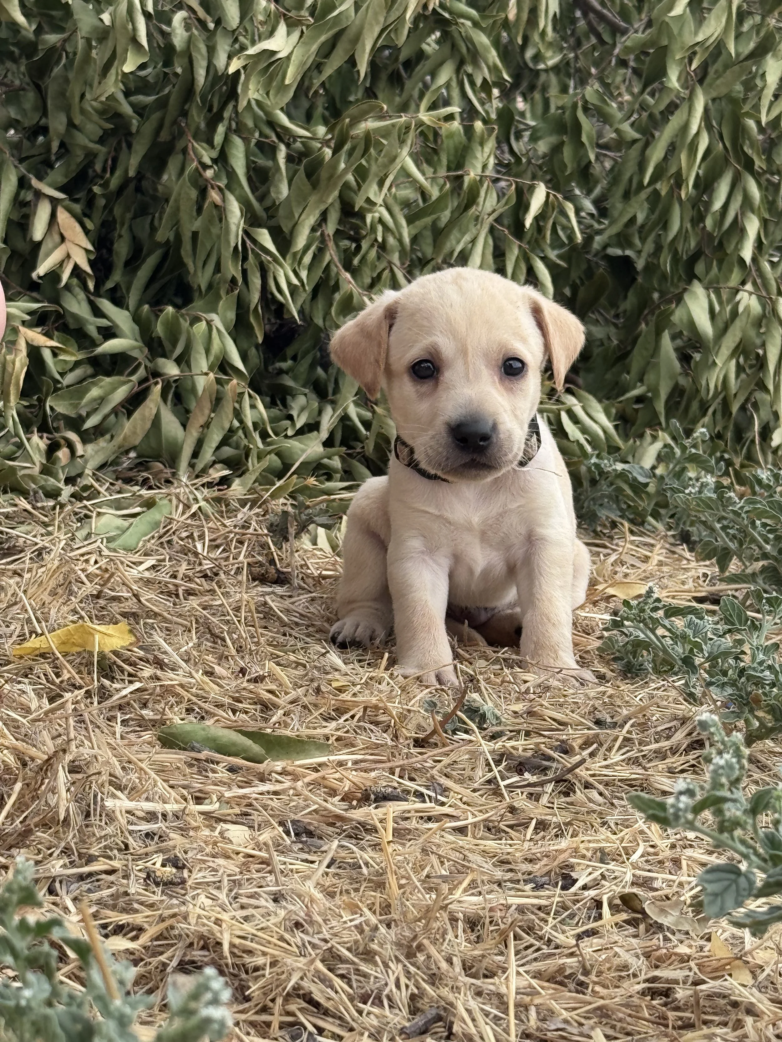 A young yellow labrador retriever puppy sitting on dry grass and twigs in front of a green leafy bush.