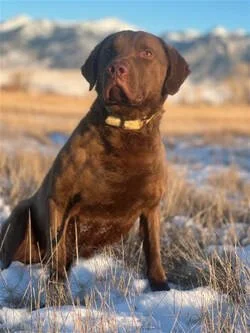 A brown dog with a yellow collar sitting in a snowy landscape with mountains in the background.