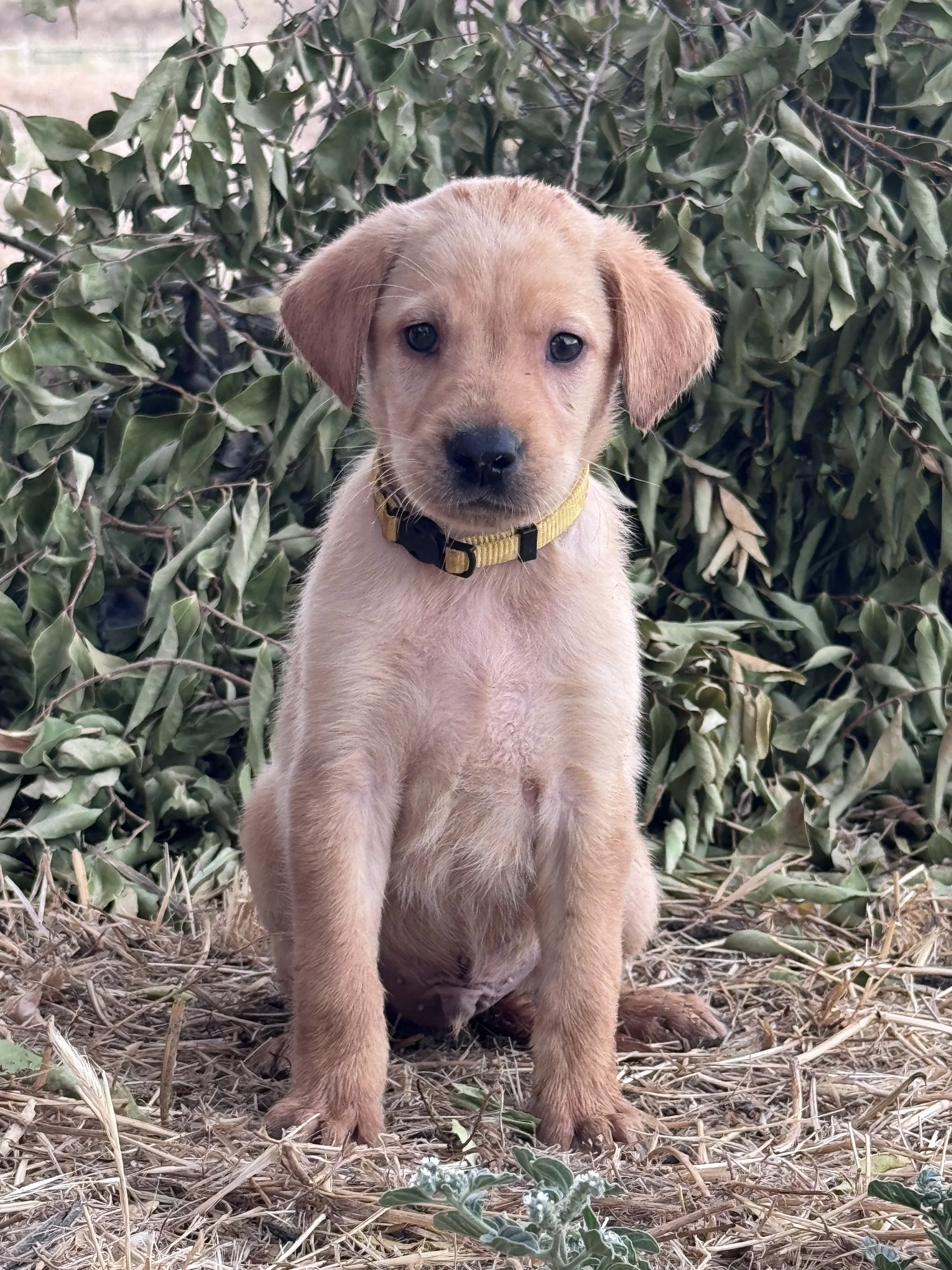 A young, yellow lab puppy with floppy ears sits on dry grass and twigs in front of a bush with green leaves.