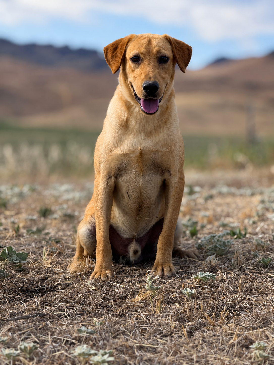 A yellow labrador retriever dog sitting on dry grass in an open field with mountains and a blue sky in the background.