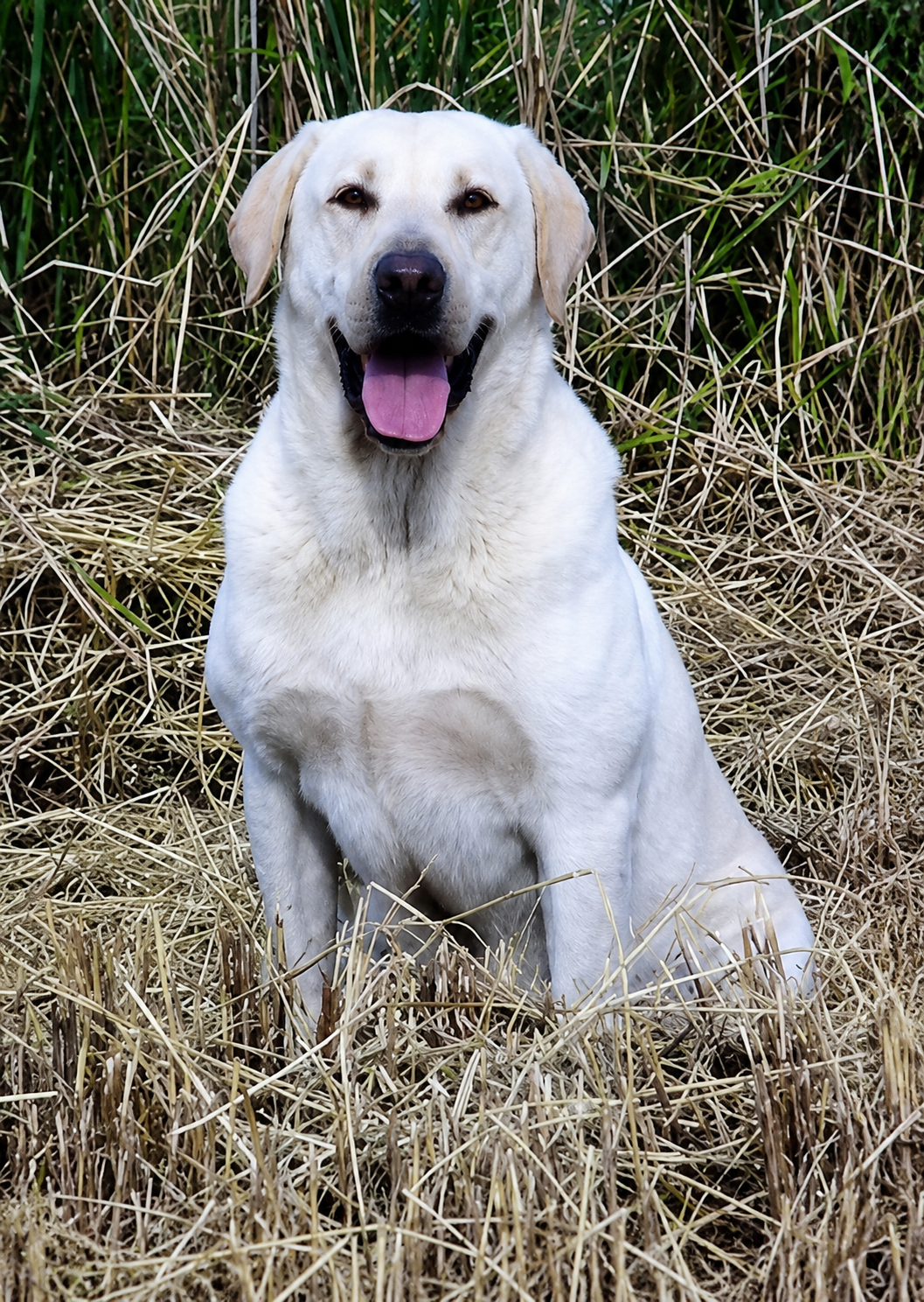 A happy yellow Labrador retriever sitting in dry grass and tall green plants.