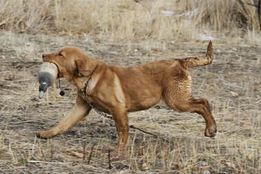 Dog running through a bumper in its mouth