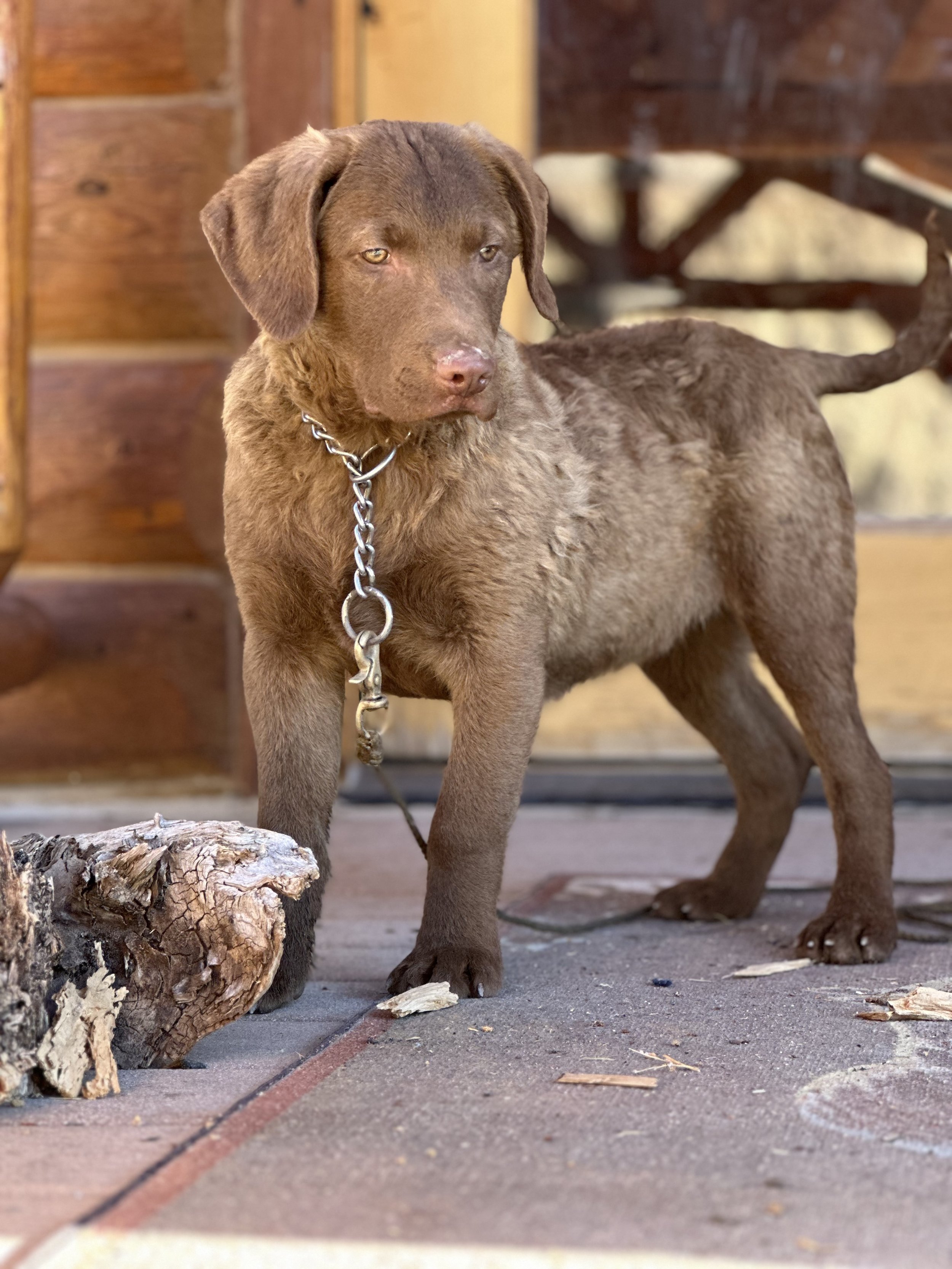 A young brown dog standing on a concrete porch near a log and some wood chips.