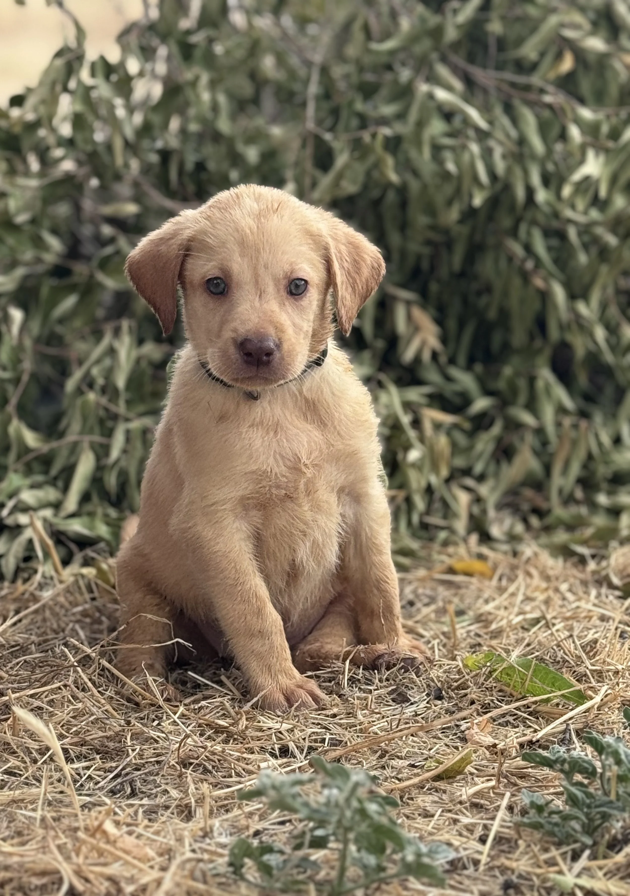 A cute, young yellow labrador retriever puppy with blue eyes sitting outdoors on a bed of dry grass and twigs, with green leaves and bushes in the background.