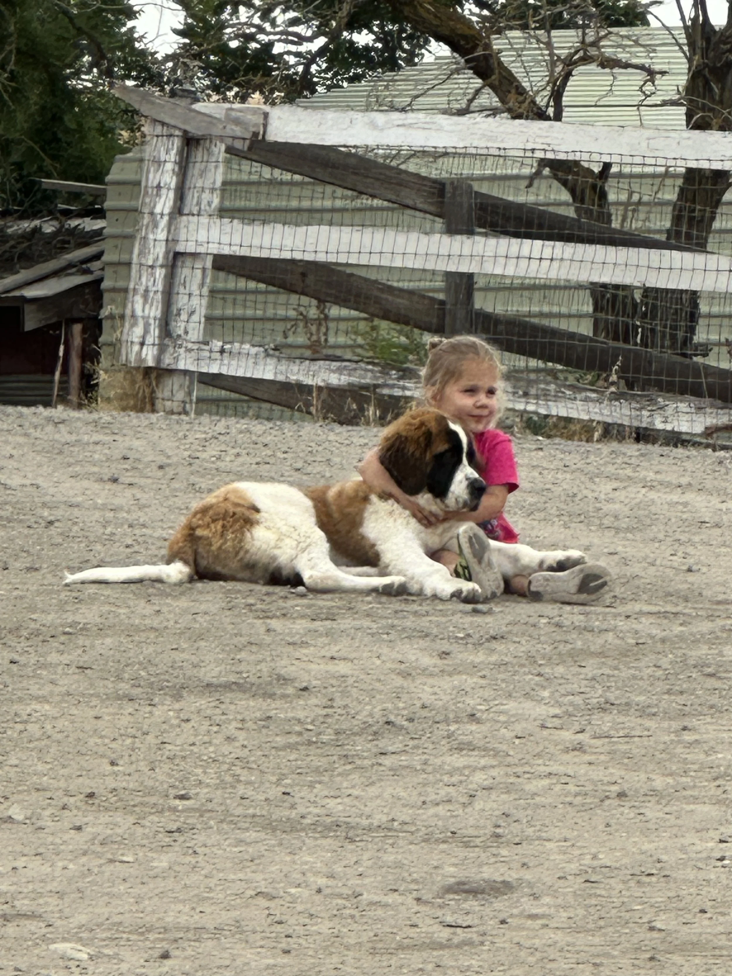 A young girl hugging a large Saint Bernard dog while sitting on the ground outdoors.