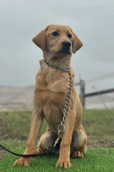 Golden retriever puppy sitting on grass with a chain collar, outdoors with a blurry fence and cloudy sky in the background.