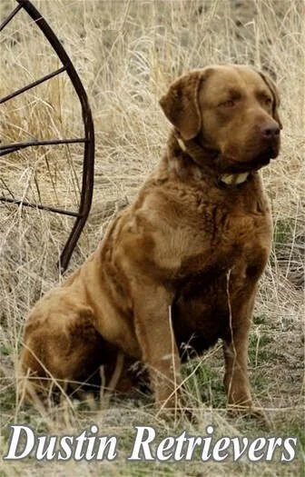 A brown dog sitting outdoors in a field with tall grass, next to a vintage wagon wheel, with the text "Dustin Retrievers" at the bottom.