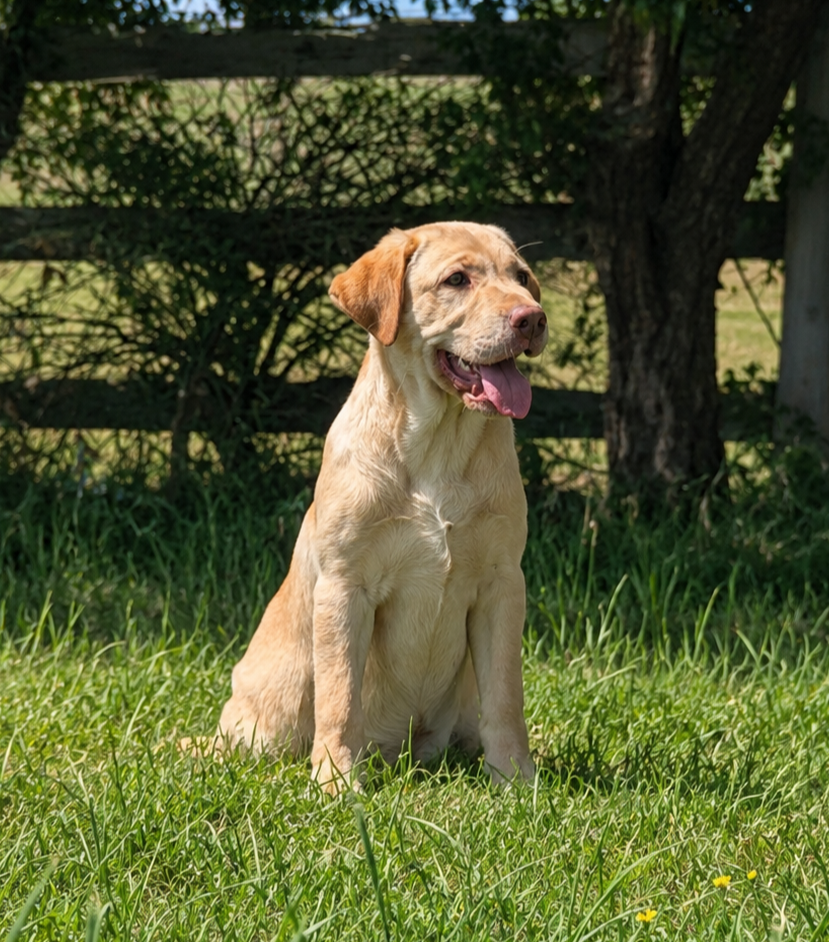 A happy yellow Labrador Retriever puppy sitting in a grassy yard with a wooden fence and trees in the background.