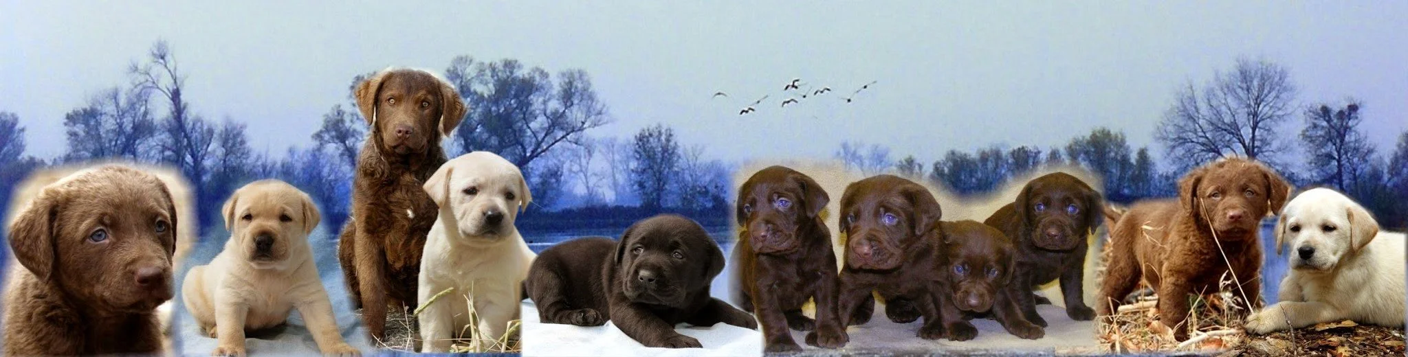 A collage of various puppies with a nature background, including trees and flying birds.