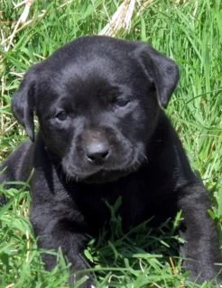 Female Black Lab Deposit