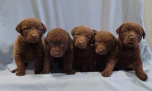 Five brown puppies sitting in a row with a light-colored background.