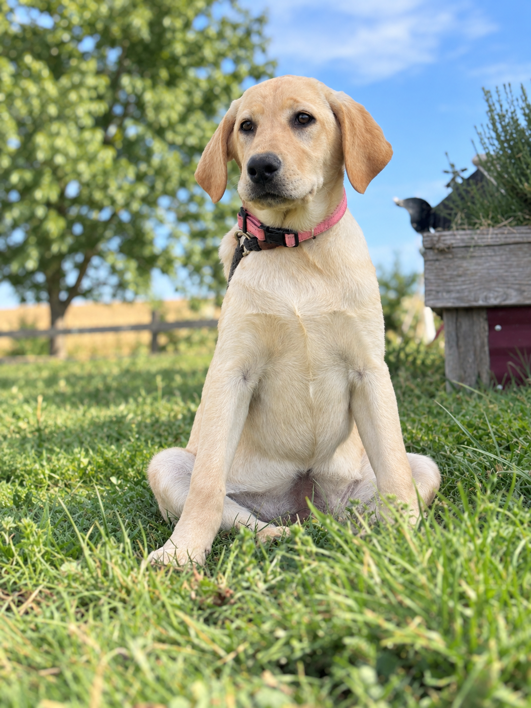 A young yellow Labrador Retriever puppy with a pink collar sitting on green grass outdoors, with a tree and a wooden planter box in the background under a blue sky.