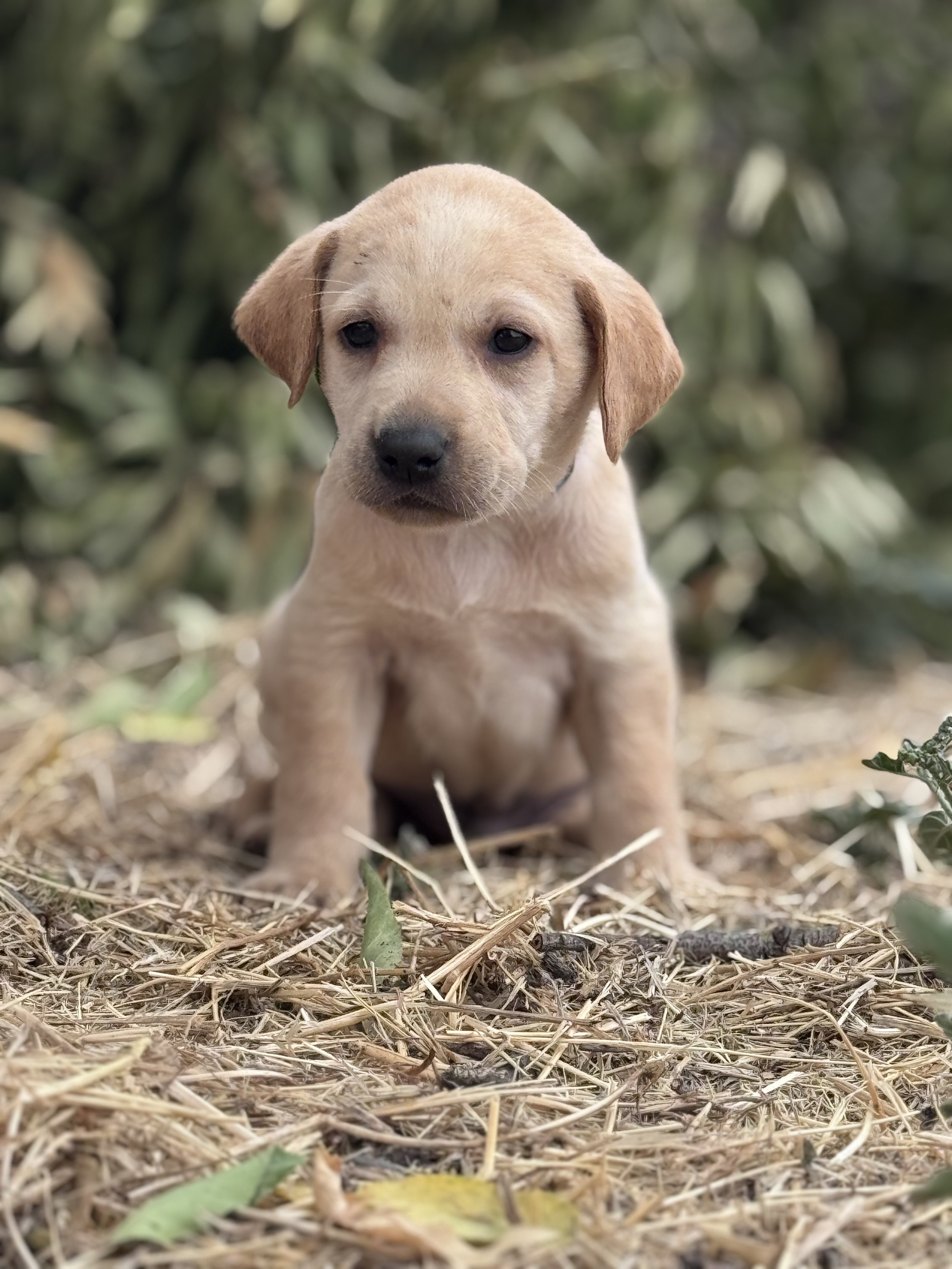 A cute yellow Labrador puppy sitting outdoors on dry grass with green foliage in the background.