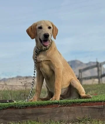 A golden Labrador dog sitting on a grassy area with a chain around its neck, outdoors with a clear sky and mountains in the background.