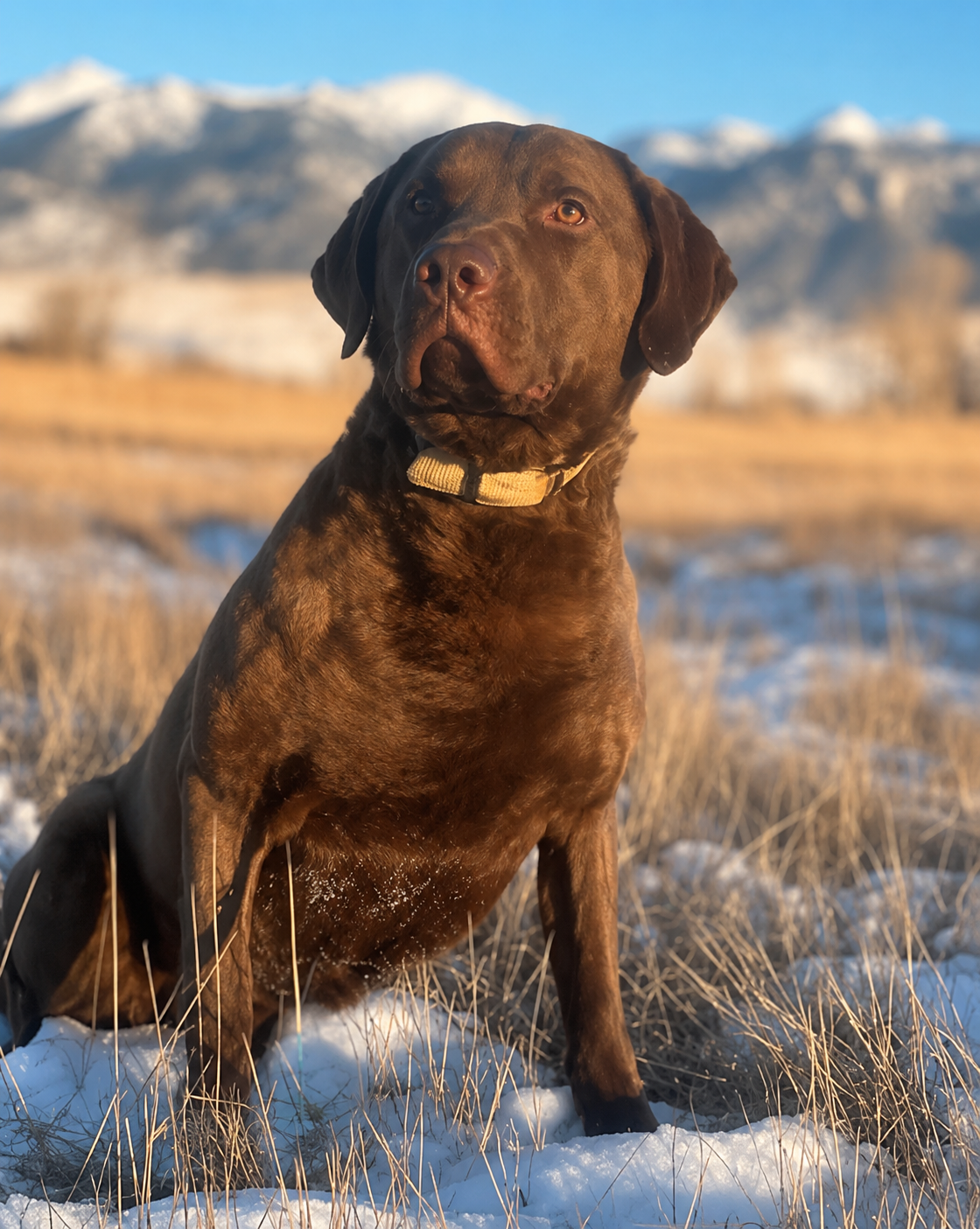 A brown dog with a yellow collar sitting in a snowy field with mountains in the background.