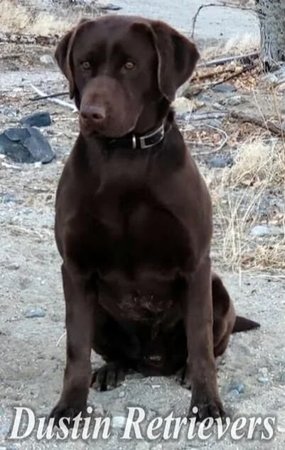 A chocolate Labrador retriever sitting outdoors on a dirt surface with sparse grass and rocks, with the text "Dustin Retrievers" at the bottom.