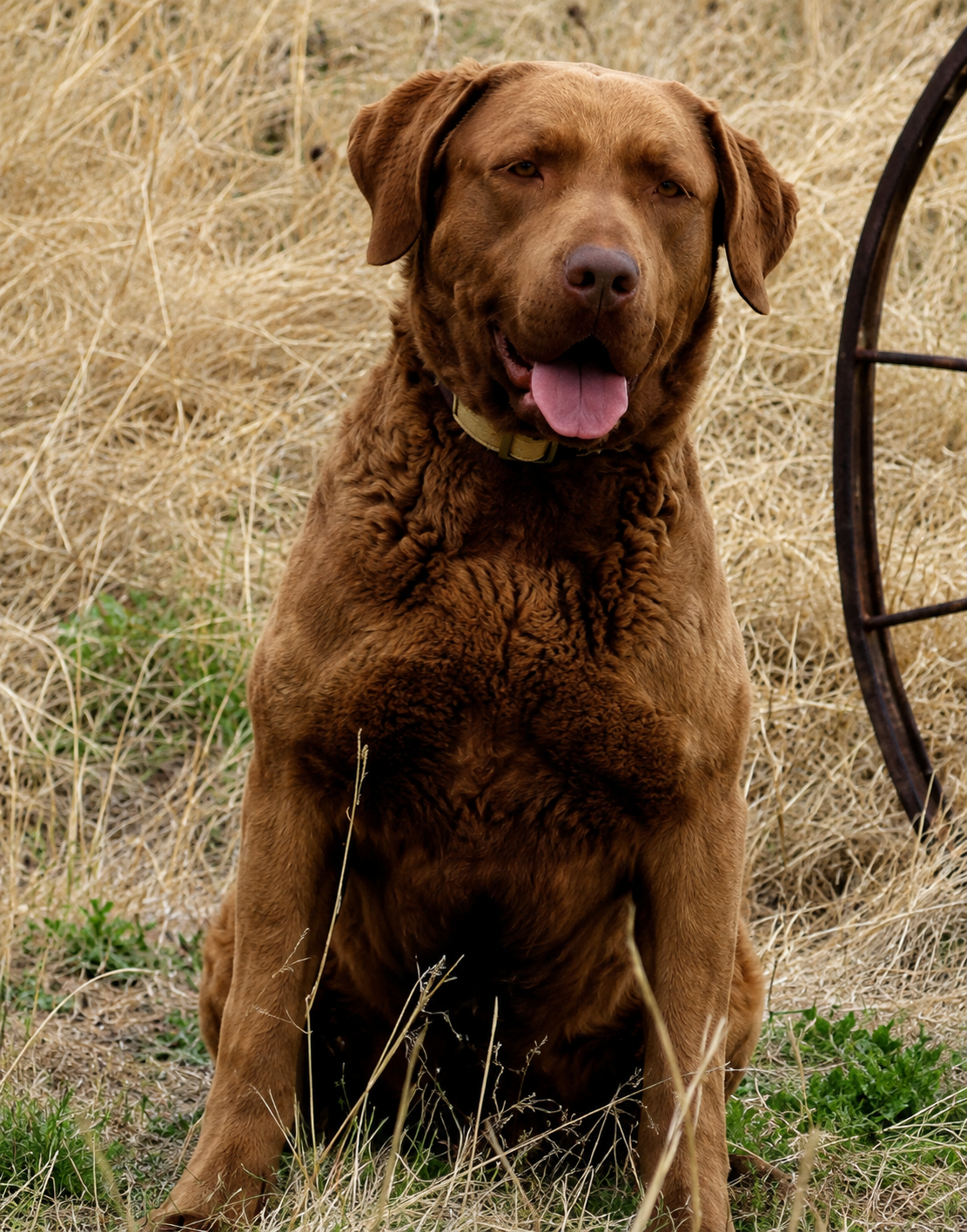 A brown dog sitting in a field of dry grass, facing forward with its tongue out.