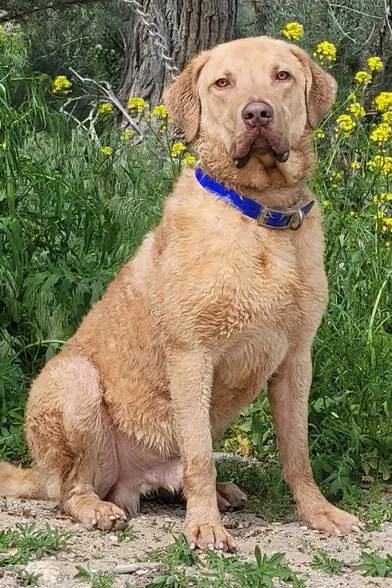 A tan dog sitting outdoors on grass and dirt, with yellow flowers and a tree in the background.