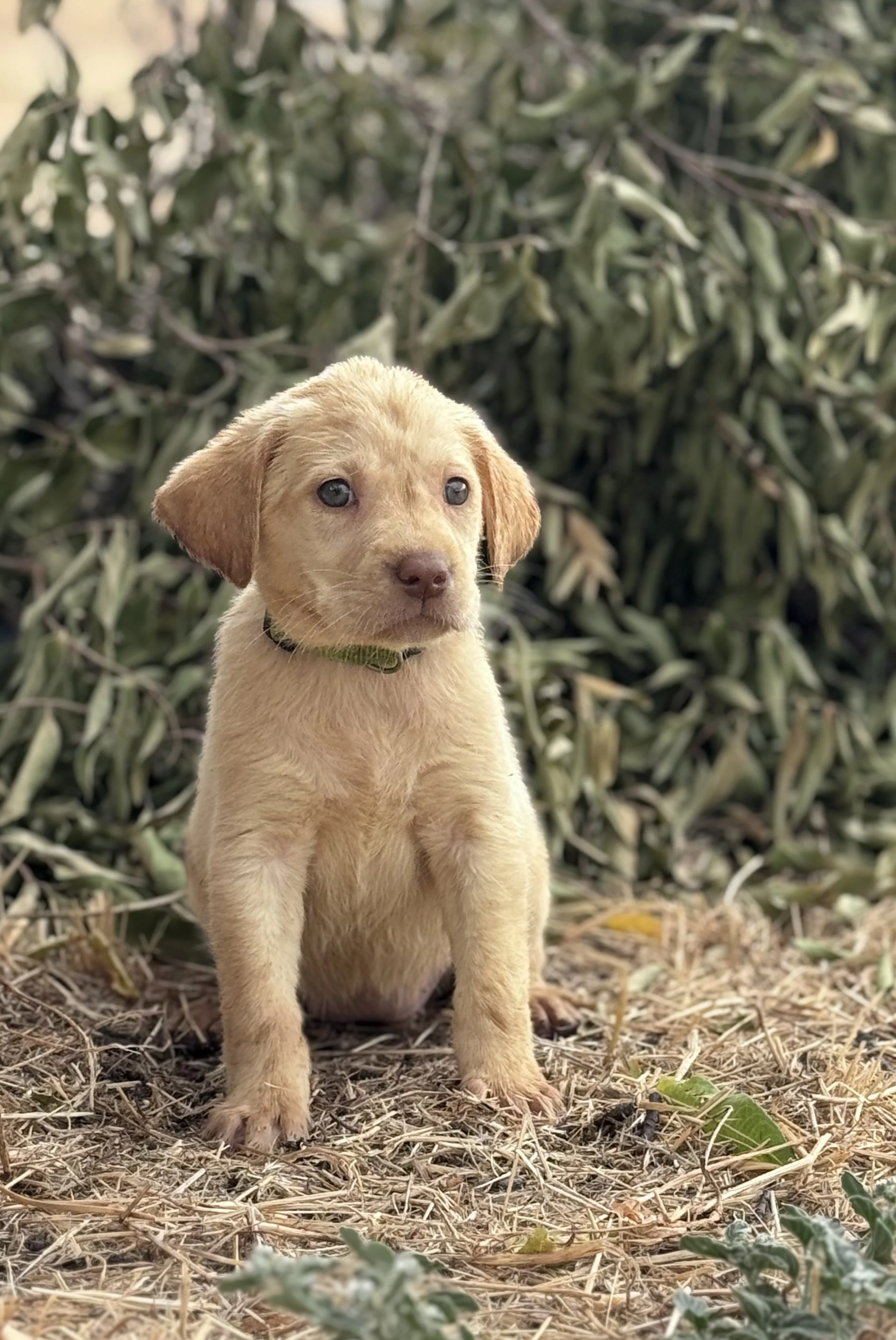 A yellow puppy with a black collar sitting outdoors on dry grass with green and brown leaves and bushes in the background.