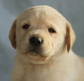 Close-up of a yellow Labrador puppy with a neutral expression, against a plain background.