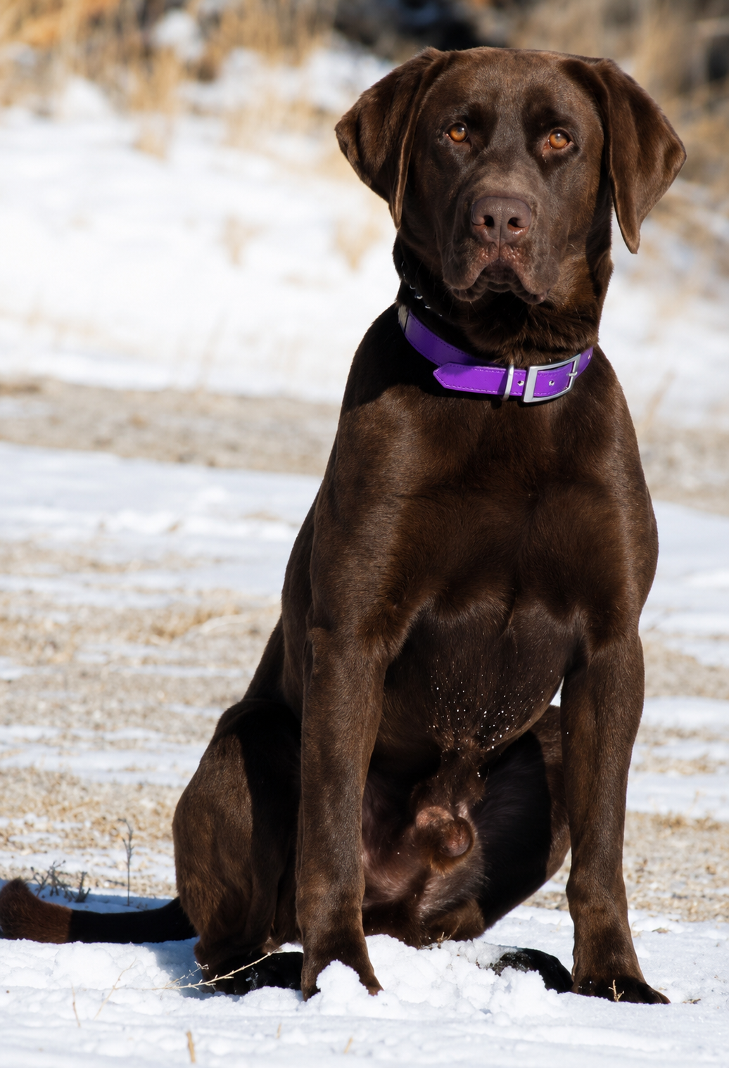 A chocolate Labrador retriever dog with a purple collar sitting on snow-covered ground outdoors with a blurred background.