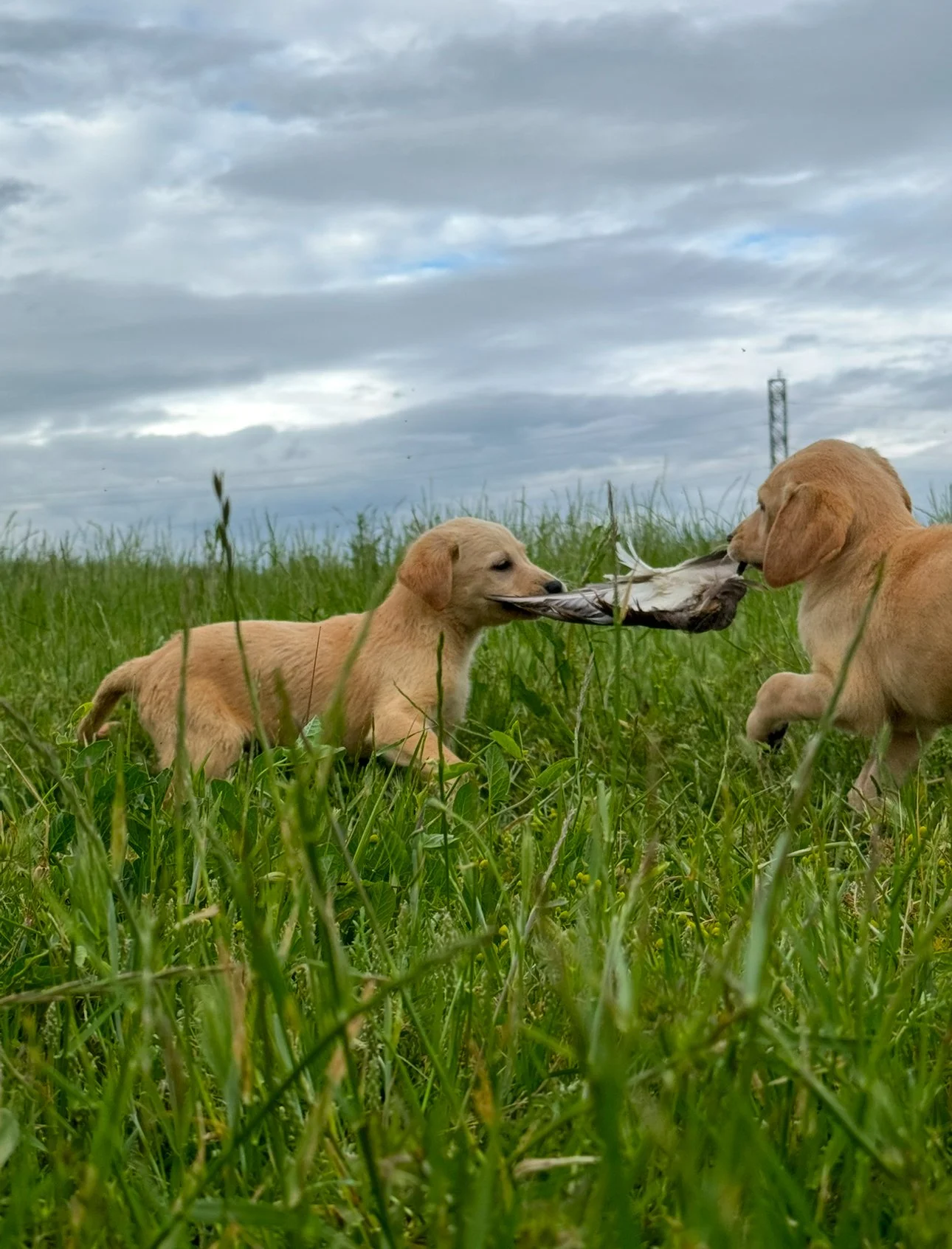 Two puppies sharing a feather on a grassy field under cloudy sky.