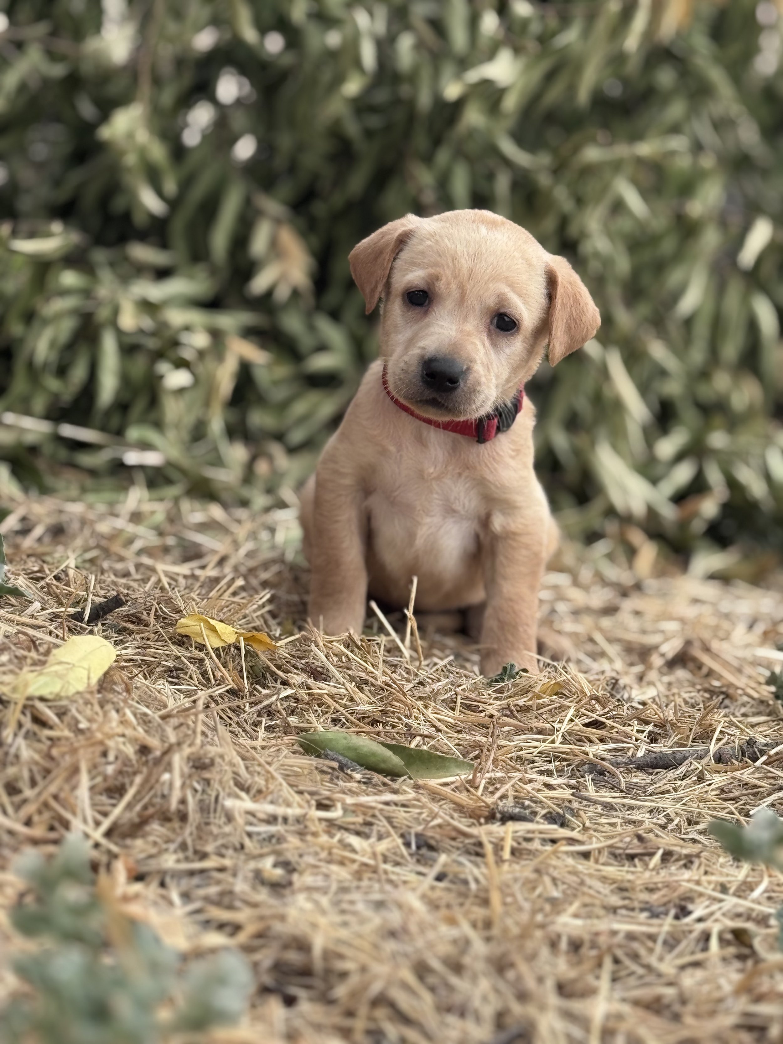 A yellow labrador retriever puppy with a red collar sitting outdoors on dry grass, surrounded by green plants.