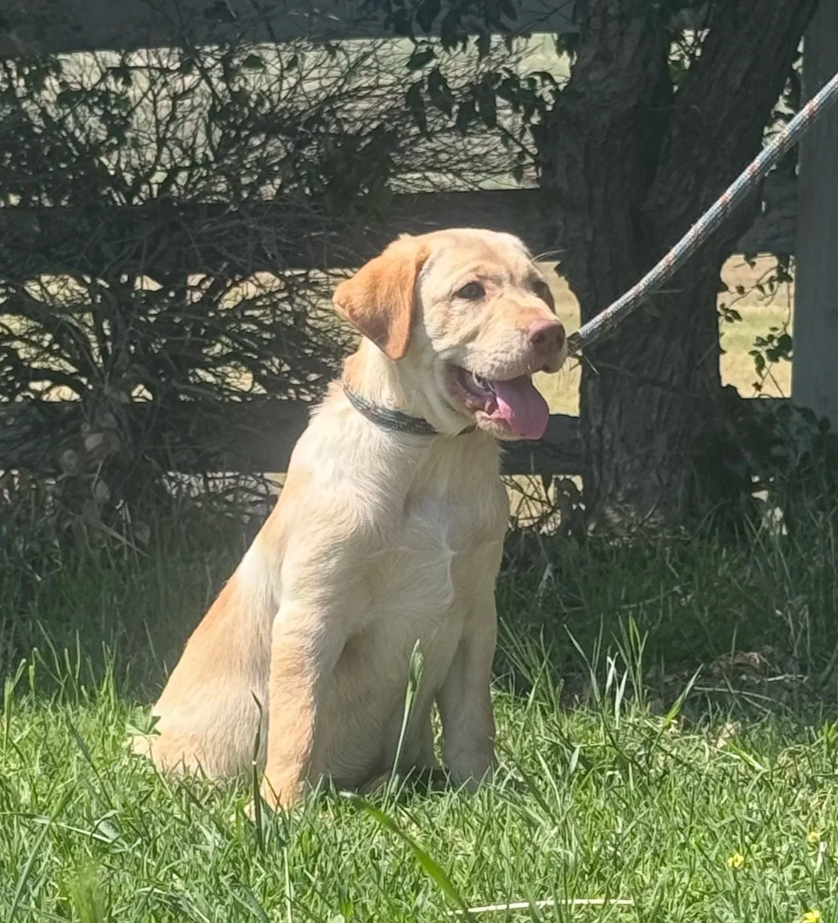 A yellow Labrador Retriever puppy sitting on grass near a tree, panting, with a yard and bushes in the background.