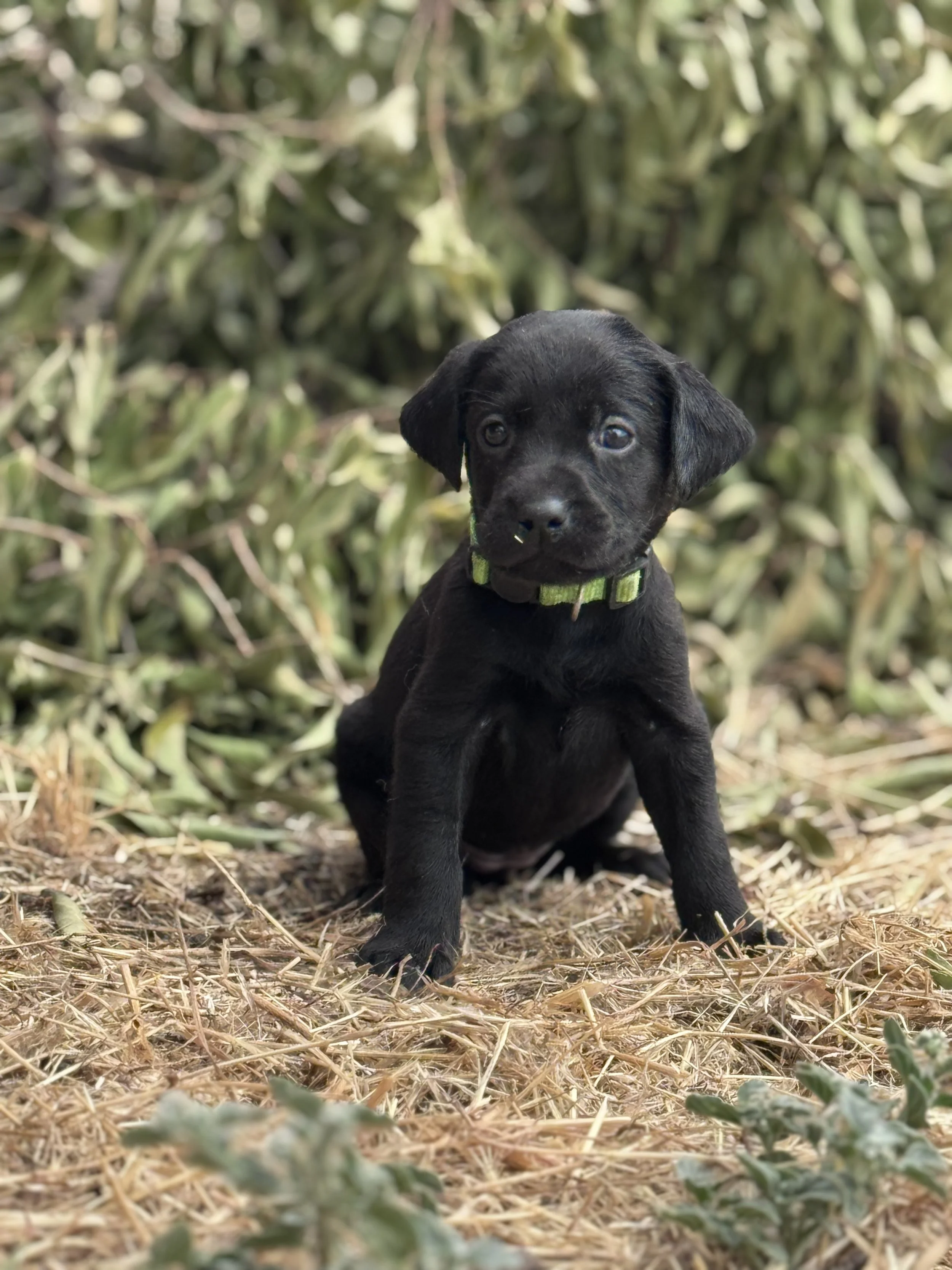 A black labrador retriever puppy with a green collar sitting on a dirt and grass ground in front of green shrubbery.
