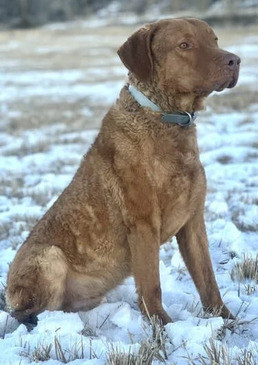 A brown dog with a wavy coat sitting in snow