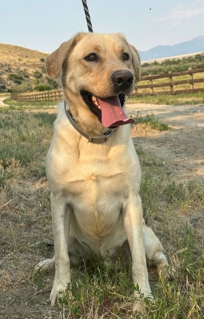 A happy Labrador Retriever dog sitting outdoors on a grassy area with a dirt path, wooden fence, and mountains in the background.