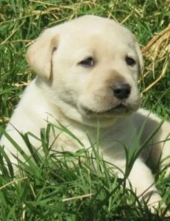 Female Yellow Lab Deposit