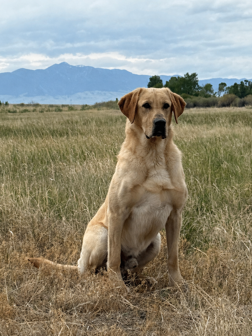 Yellow Labrador hunting in a field
