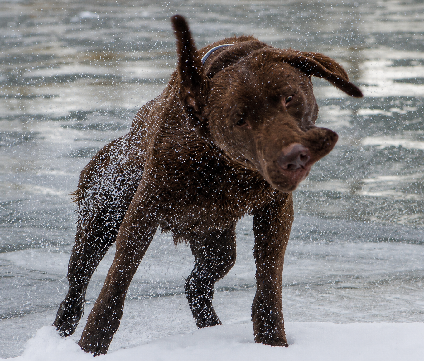 A brown dog playing in the water at the beach with splashing waves and snow on the shore.