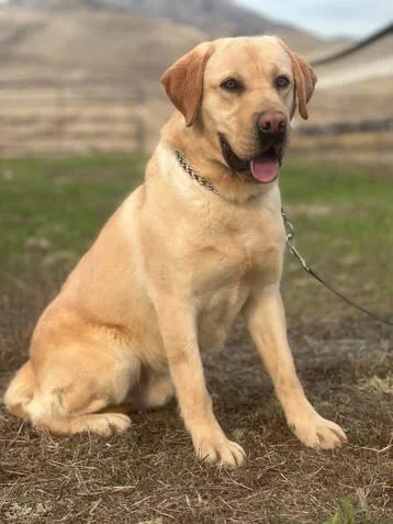 A yellow Labrador Retriever sitting outdoors on grass, with a chain collar and leash, and a blurred rural background.