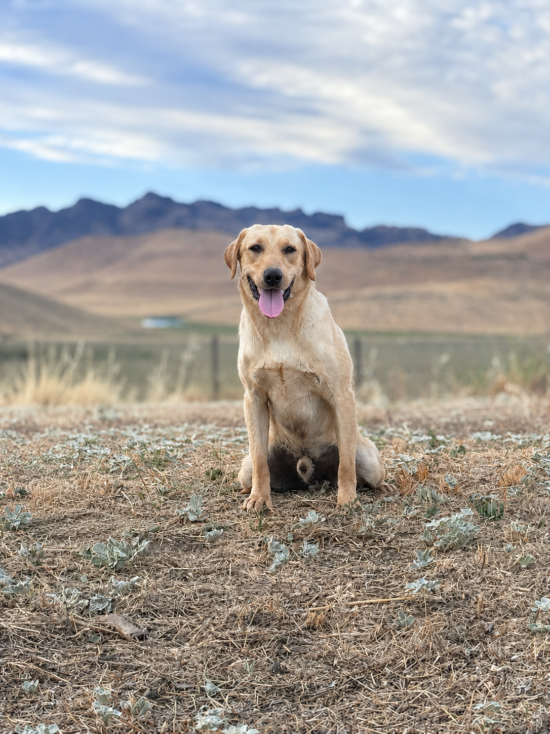 A happy yellow Labrador Retriever sitting outdoors on dry grass with mountains and a cloudy sky in the background.