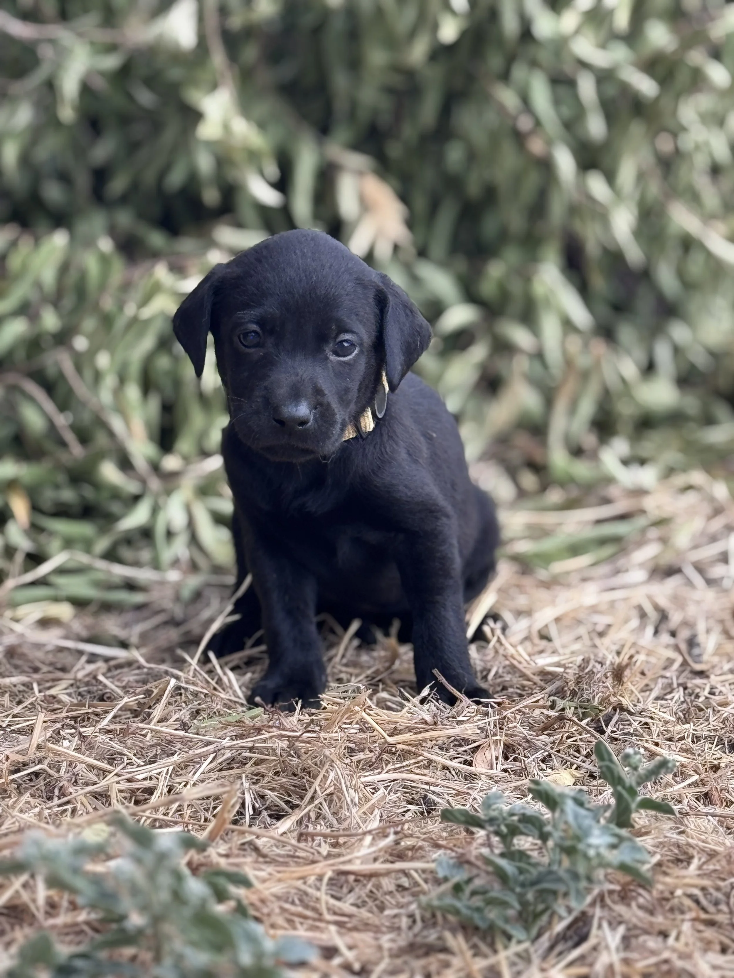 Black labrador retriever puppy with a tan collar sitting outdoors on dry grass and green shrubbery in the background.