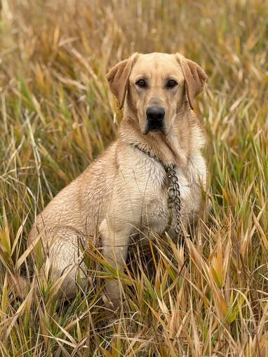 A yellow Labrador Retriever sitting in a field of tall grass.