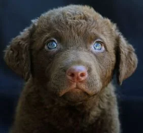 Close-up of a brown puppy with blue eyes, looking directly at the camera.