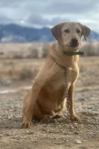 A tan dog with a black collar sitting on a dirt ground outdoors with mountains and cloudy sky in the background.